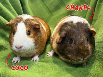 Rescue Guinea Pig Guinea Pigs for Adoption in Boston, Massachusetts - CHANEL | PetCurious